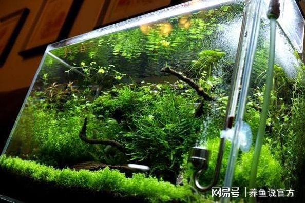 銀龍魚(yú)是什么魚(yú)圖片（銀龍魚(yú)是什么魚(yú)圖片大全） 銀龍魚(yú)是什么魚(yú)圖片（銀龍魚(yú)是什么魚(yú)圖片大全） 銀龍魚(yú)百科