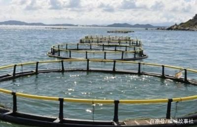 白龍魚好養嗎