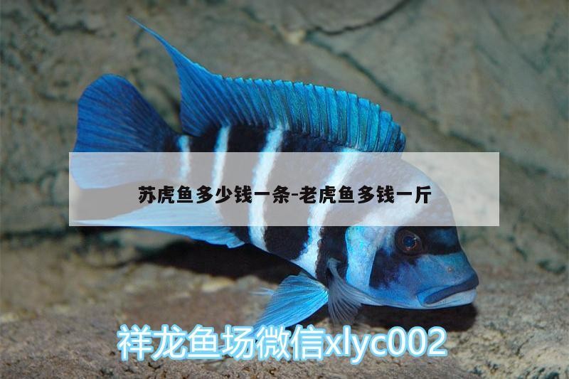 蘇虎魚多少錢一條:老虎魚多錢一斤