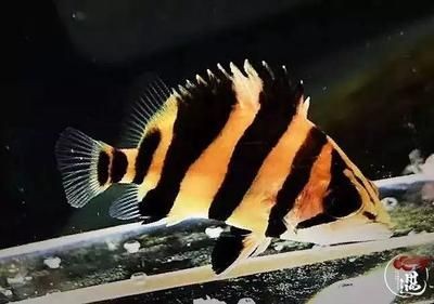 虎魚紋路與健康關系，虎魚的紋路與健康狀況之間存在著密切的聯(lián)系