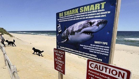 鯊魚對人類誤解的原因，鯊魚對人類的作用源于人類對海洋生態系統的了解不足以及對鯊魚的誤解