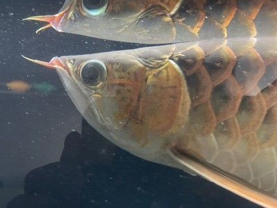 龍魚挑食不吃蝦