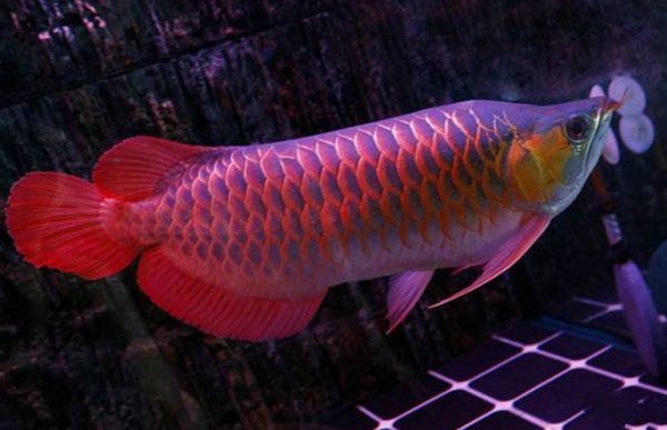 中山市小欖鎮易生海洋水族館（中山市小欖鎮易生海洋水族館電話）