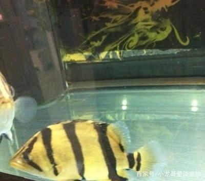 四紋虎魚混養注意事項，四紋虎魚混養成功案例分享