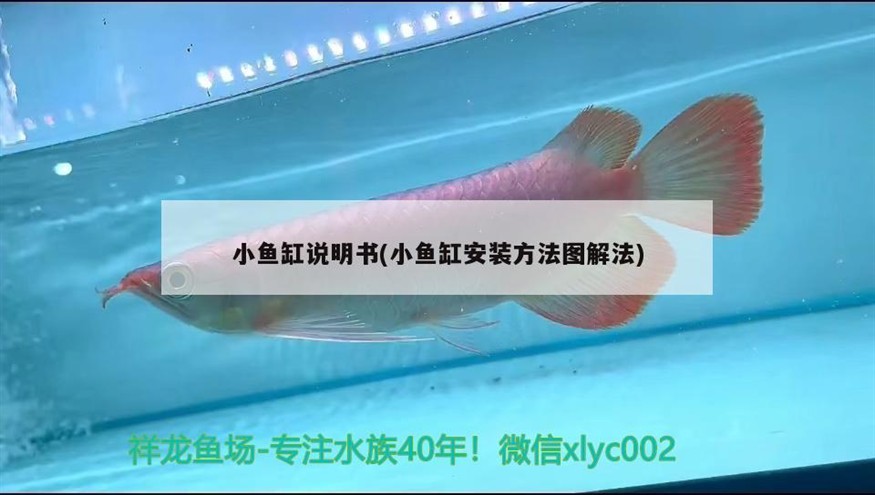 虎皮天堂鳥繁殖方法(虎皮天堂鳥繁殖方法視頻) 虎魚百科 第2張 虎皮天堂鳥繁殖方法(虎皮天堂鳥繁殖方法視頻) 虎皮天堂鳥繁殖方法(虎皮天堂鳥繁殖方法視頻) 虎魚百科 第2張