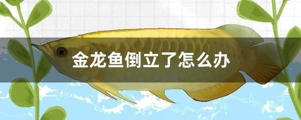龍魚倒立急救方法有哪些