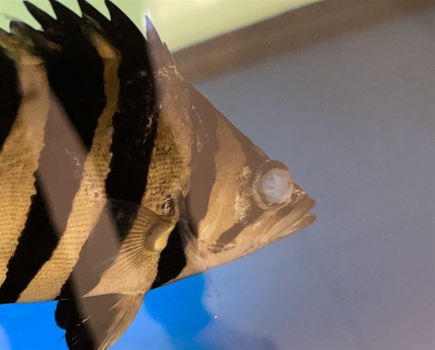 虎魚 眼蒙