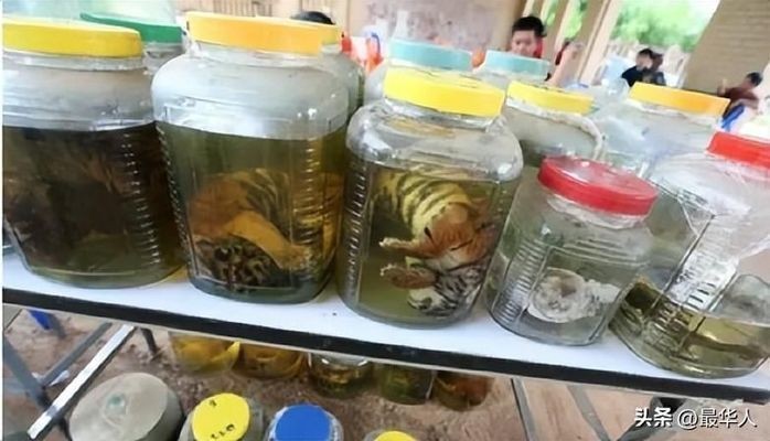 泰虎魚水質監測技巧，泰虎魚水質監測技巧，泰虎魚疾病預防方法