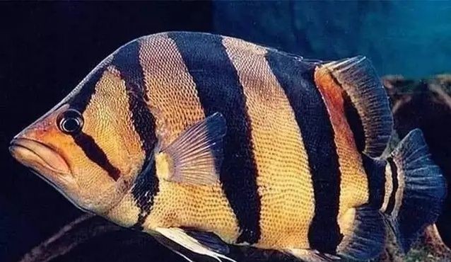 泰虎魚水質監測技巧，泰虎魚水質監測技巧，泰虎魚疾病預防方法