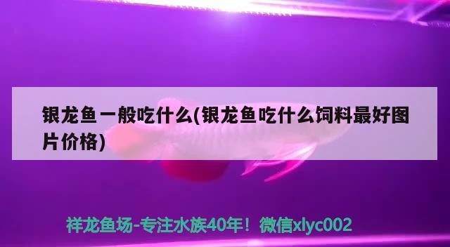 銀龍魚一般吃什么(銀龍魚吃什么飼料最好圖片價(jià)格)