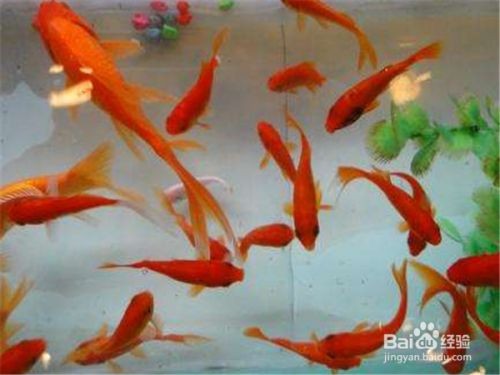 紅鯉魚魚缸換水步驟：紅鯉魚的換水方法