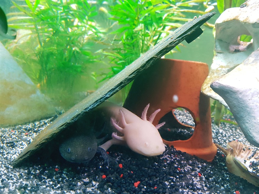 5l礦泉水瓶做魚缸可以嗎（礦泉水瓶做魚缸養魚）