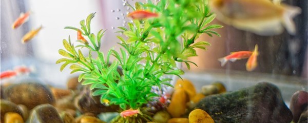 銀龍魚(yú)魚(yú)缸背景什么顏色好看圖片（銀龍魚(yú)魚(yú)缸背景什么顏色好看圖片大全）
