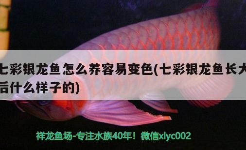 七彩銀龍魚怎么養(yǎng)容易變色(七彩銀龍魚長(zhǎng)大后什么樣子的)