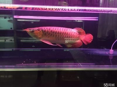 自家養的龍魚死了能吃嗎有毒嗎