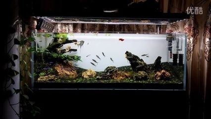 如何優(yōu)化神仙魚(yú)的繁殖環(huán)境：埃及神仙魚(yú)的繁殖環(huán)境 如何優(yōu)化神仙魚(yú)的繁殖環(huán)境：埃及神仙魚(yú)的繁殖環(huán)境 魚(yú)缸百科 第4張