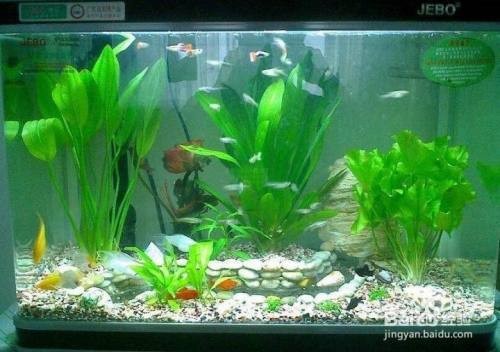 河源市源城區(qū)嘆美水族行