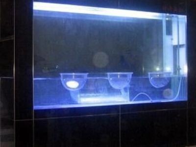 負壓魚缸的科學原理解析負壓魚缸的科學原理是什么：負壓魚缸是一種創新的水族展示方式