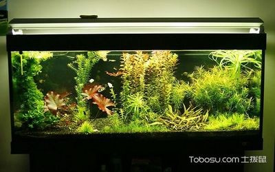 銀龍魚兜嘴怎么補救（銀龍魚兜嘴怎么辦）