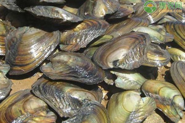 河蚌在魚缸中的存活時(shí)間大約為7-10天：關(guān)于河蚌在魚缸中存活時(shí)間的信息