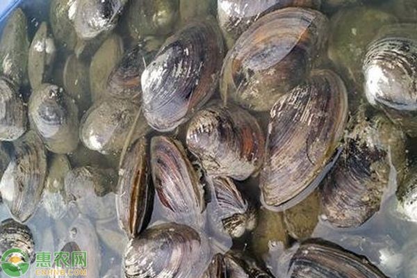 河蚌在魚缸中的存活時間大約為7-10天：關(guān)于河蚌在魚缸中存活時間的信息