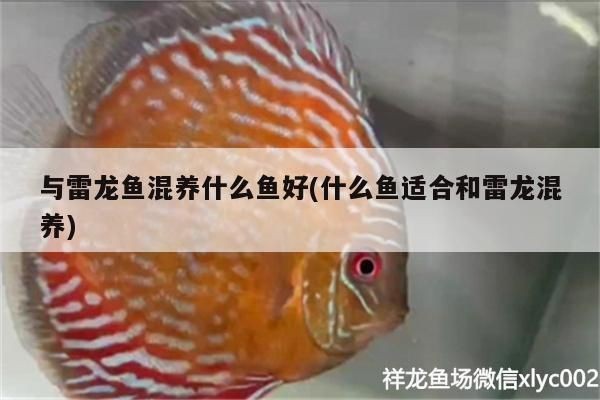 雷龍魚混養的適宜品種，雷龍魚可以與多種魚類混養，但需要注意選擇合適的品種和提供適宜的飼養環境 雷龍魚混養的適宜品種，雷龍魚可以與多種魚類混養，但需要注意選擇合適的品種和提供適宜的飼養環境 虎魚百科 第1張