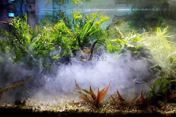 養銀龍魚缸尺寸多少（養銀龍的魚缸尺寸）