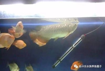 龍魚吃食正常趴缸是什么原因魚