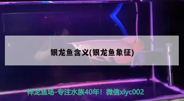 銀龍魚含義(銀龍魚象征)