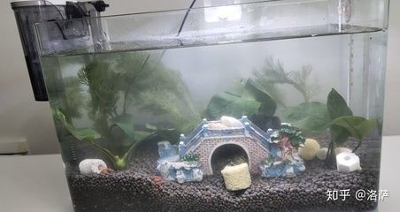 魚缸噪音控制的科學原理：底過濾魚缸的聲音大可能來源于多個部分，包括水泵、下水管和溢流區等