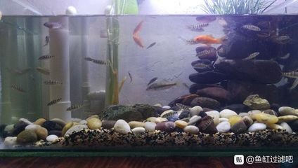 魚缸噪音控制的科學原理：底過濾魚缸的聲音大可能來源于多個部分，包括水泵、下水管和溢流區等