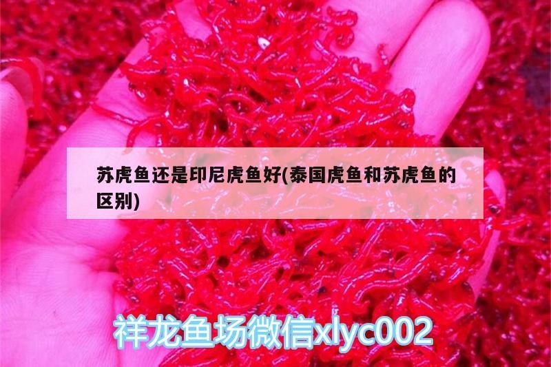 蘇虎魚(yú)還是印尼虎魚(yú)好(泰國(guó)虎魚(yú)和蘇虎魚(yú)的區(qū)別) 蘇虎魚(yú)還是印尼虎魚(yú)好(泰國(guó)虎魚(yú)和蘇虎魚(yú)的區(qū)別) 虎魚(yú)百科 第2張