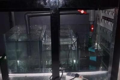 魚缸過濾系統選擇魚缸過濾系統需要考慮哪些因素：魚缸生態系統的選擇