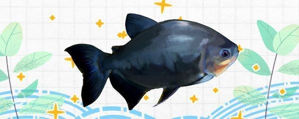 虎紋銀板魚特殊營養品效果 虎紋銀板魚特殊營養品效果 虎魚百科 第2張