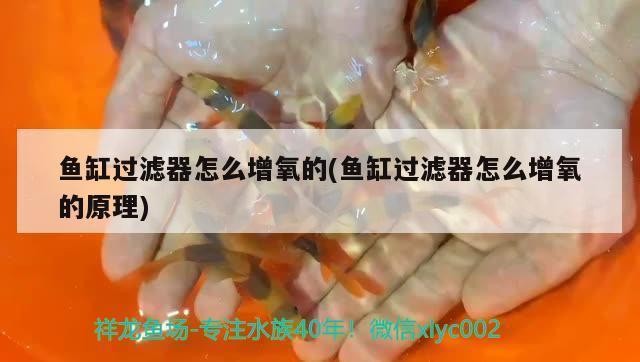 鞍山經濟開發區魚達人水族館（鞍山經濟開發區魚達人水族館電話）
