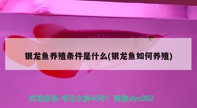 銀龍魚(yú)養(yǎng)殖條件是什么(銀龍魚(yú)如何養(yǎng)殖)