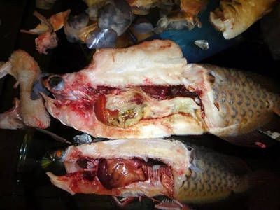 龍魚結構與功能圖解