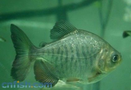 虎紋銀板魚生活習(xí)性研究，虎紋銀板魚與龍魚混養(yǎng)技巧虎紋銀板魚與龍魚混養(yǎng)技巧
