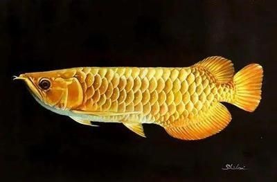 價值百萬的金龍魚是什么牌子