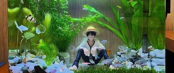 金龍魚與銀龍魚哪個貴一些（金龍魚與銀龍魚哪個貴一些呢） 金龍魚與銀龍魚哪個貴一些（金龍魚與銀龍魚哪個貴一些呢） 銀龍魚百科