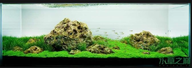 黑色背景魚缸造景的技巧：探索黑色背景魚缸造景技巧之前我們可以先了解一些基礎知識