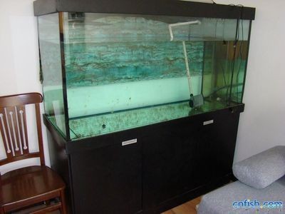銀龍魚能吃么（銀龍魚都可以吃什么）