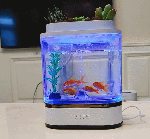 常溫魚缸養什么魚好,不容易死：常溫魚缸中適合常溫魚缸飼養的觀賞魚草金魚的飼養要求