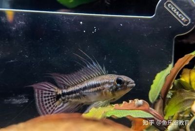 魚缸換水后魚死亡的原因：換水后魚兒死亡的原因