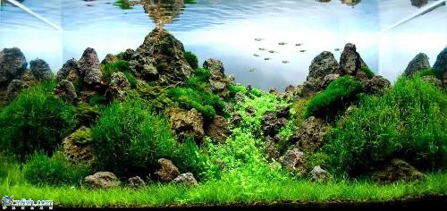 飼料 銀龍魚鼻子斷了還能長出來嗎?(銀龍魚鼻子斷了還能長出來嗎圖片) 銀龍魚百科 銀龍魚鼻子斷了還能長出來嗎?(銀龍魚鼻子斷了還能長出來嗎圖片) 銀龍魚鼻子斷了還能長出來嗎?(銀龍魚鼻子斷了還能長出來嗎圖片) 銀龍魚百科