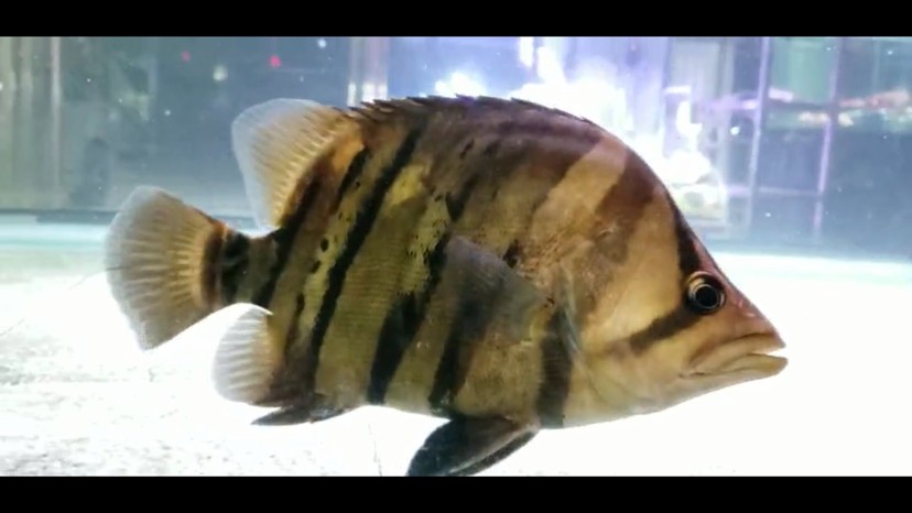 各位虎魚大佬請看請問是退沙 條紋變淡