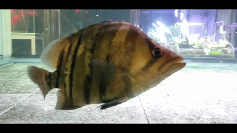 各位虎魚大佬請看請問是退沙 條紋變淡