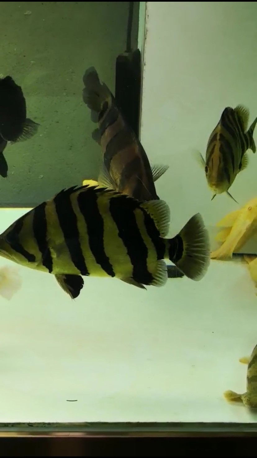各位虎魚大佬請看請問是退沙 條紋變淡