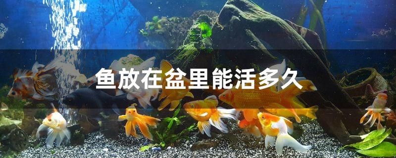 魚放在盆里能活多久
