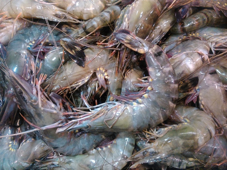 第一條小虎魚